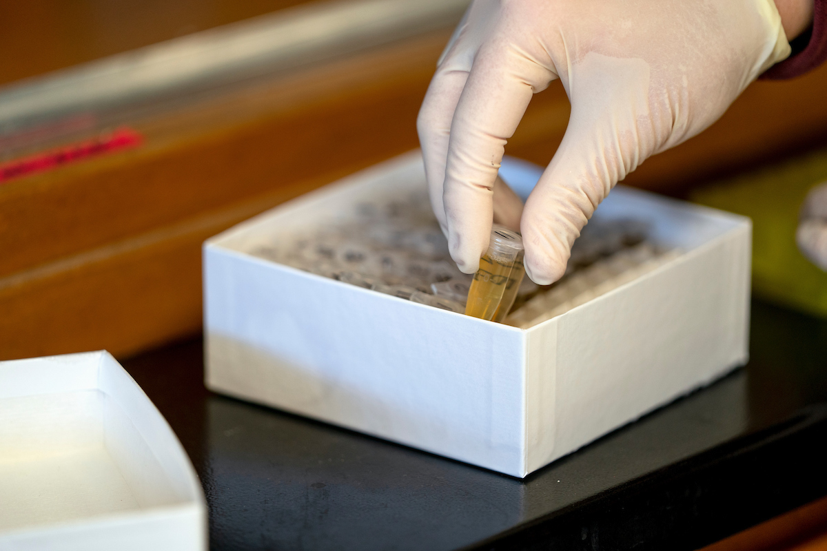 Hand in a glove putting a vial into a larger box of vials, an example of lab work in conducting animal science research.