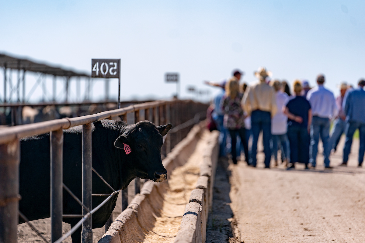 A cow in the foreground with a crowd of people in the background