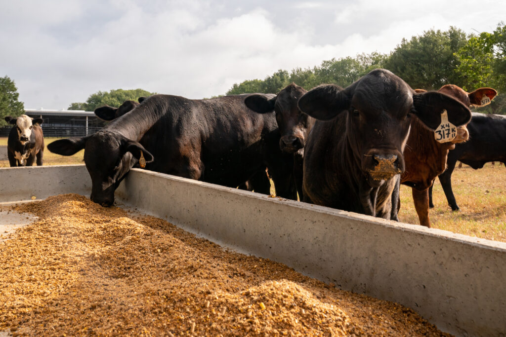 A group of cows eating.