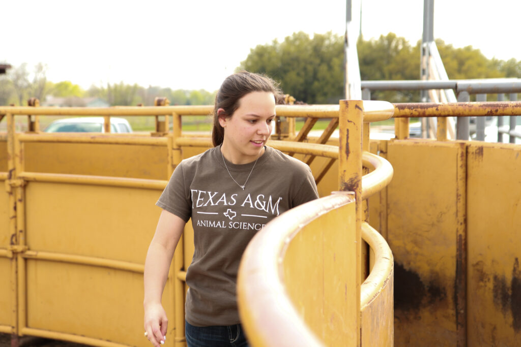 Student wearing Texas A&M Animal Science shirt standing next to animal working chute.