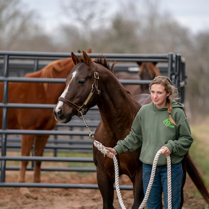 A student leads a horse into a ring.