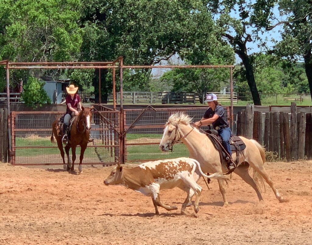 Two horseback riders in an outdoor arena are herding a calf.