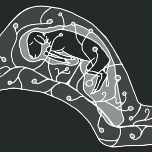 Graphic of a sheep in the womb.