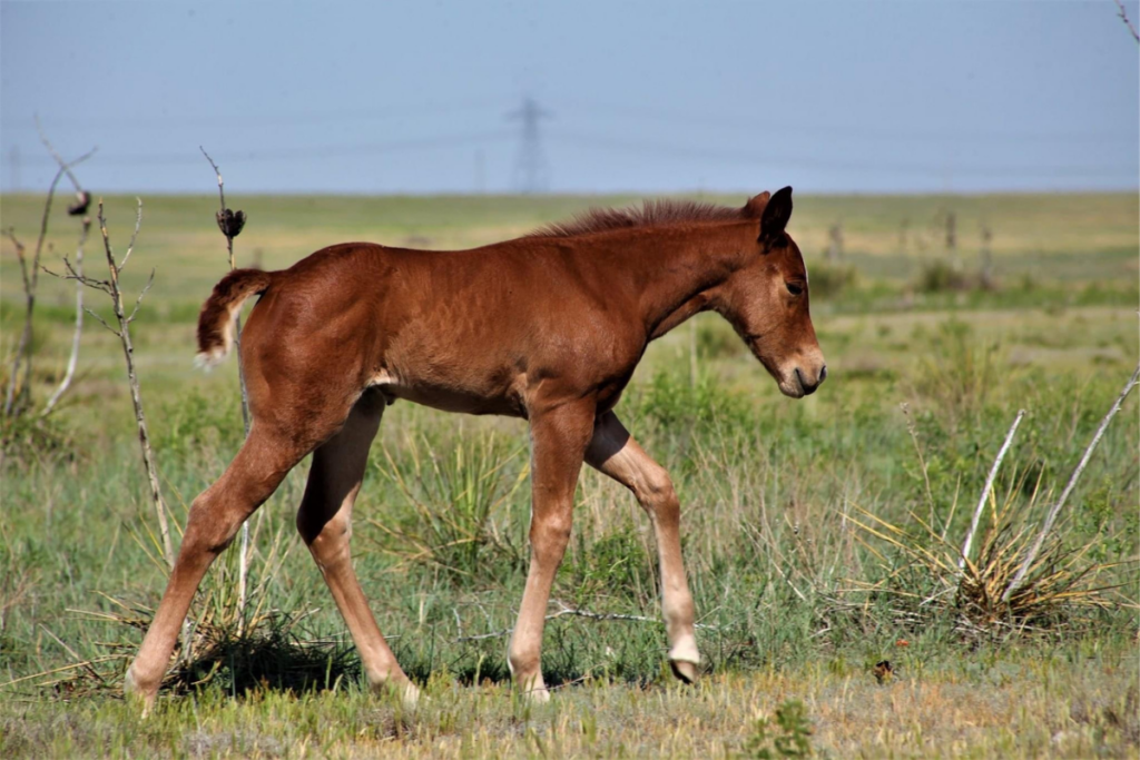 Foal trotting in field.
