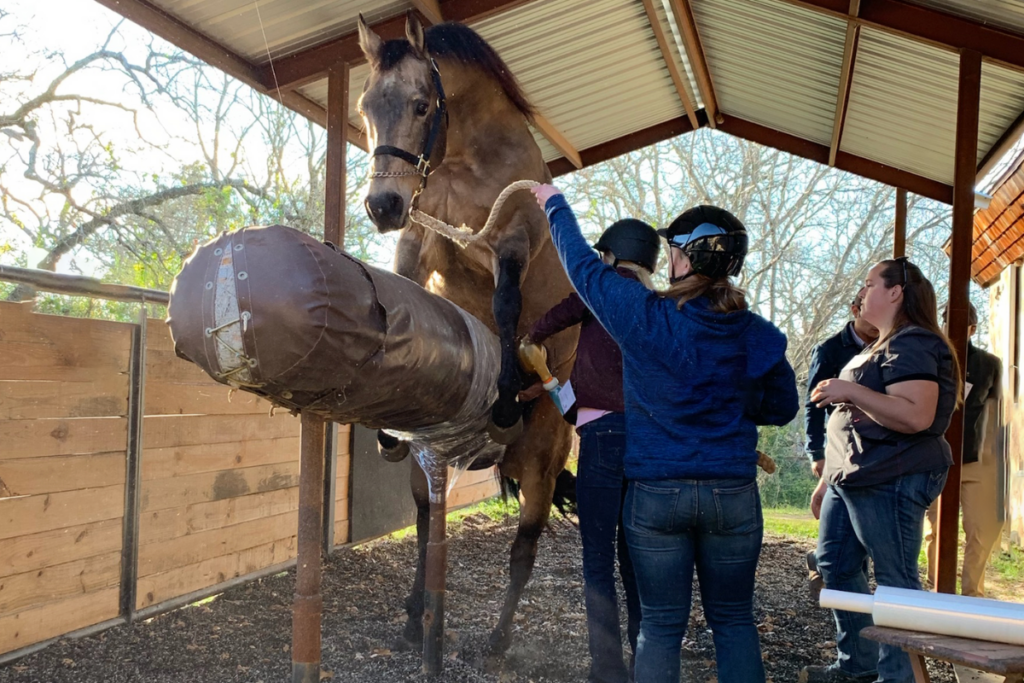 Several people working with a horse.