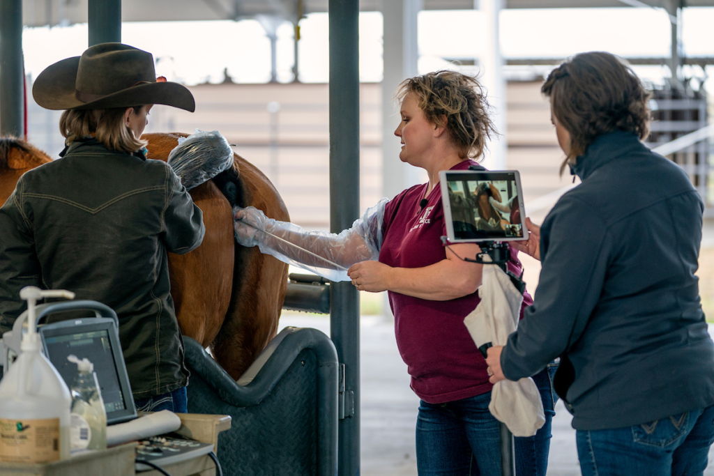 Woman filming two people working with horse.