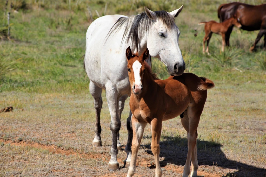 A grown white hole and a brown foal next to it.