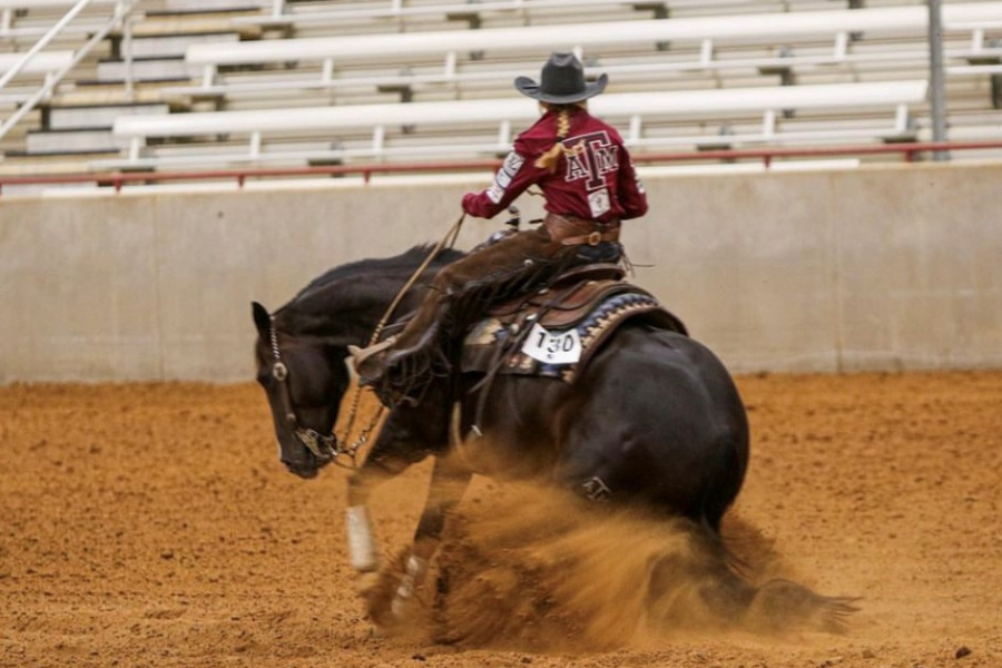 person riding on horse in arena