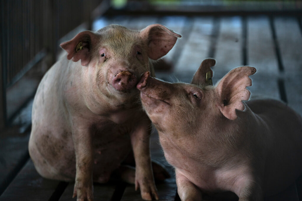 Two pigs sitting on a wooden floor.