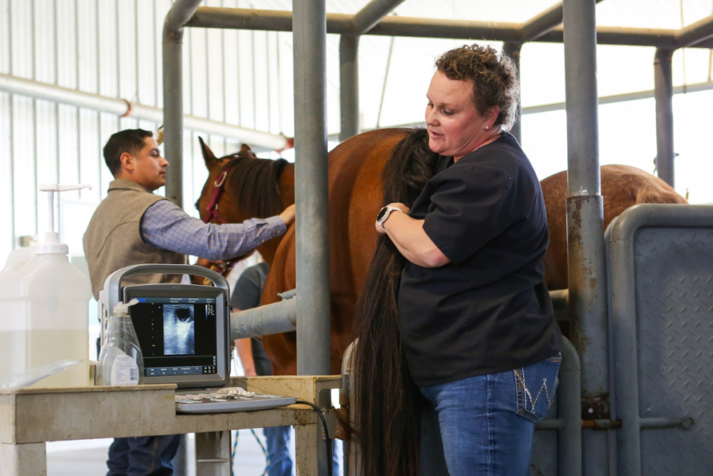 Veterinarian with horse.