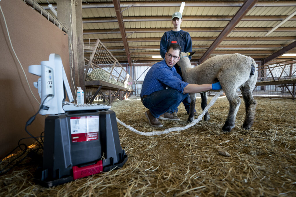 Two people doing an ultrasound on a sheep.