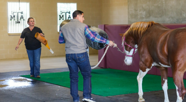 A horse being trained by a man and a woman.
